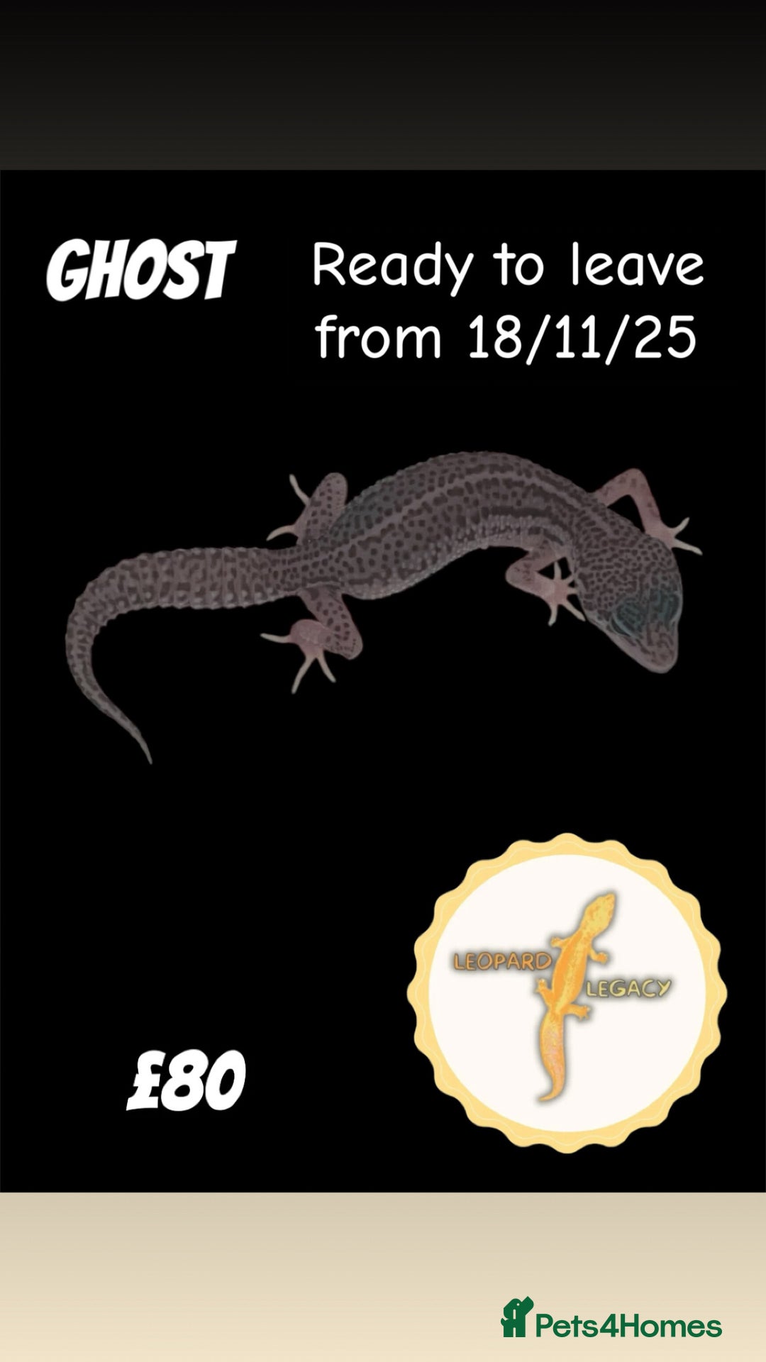Leopard Gecko reptiles for sale: Multiple leopard gecko babies for quick sale!  - Image 1