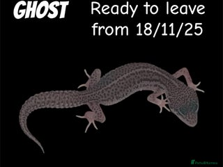 Leopard Gecko reptiles - Advert 16
