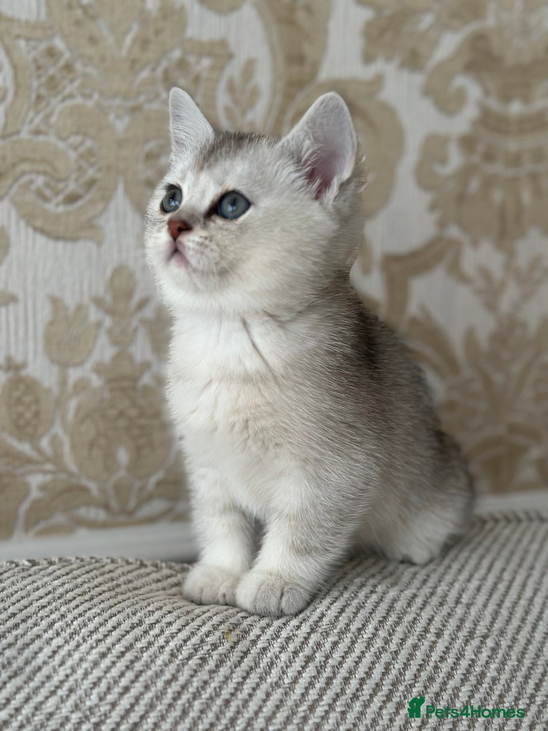 Scottish Fold cats for sale: 4 Scottish Silver Chinchilla Kittens  - Image 9