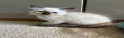 Ragdoll cats for sale: Pure Ragdoll Kittens *Ready Now* - Advert 3