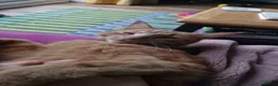 Domestic Shorthair cats for sale: Gorgeous Bonded pair of cats, 2 years old in Weymouth - Advert 11