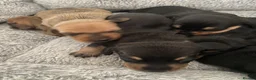 Miniature Dachshund dogs for sale: Miniature dashunds  - Advert 5