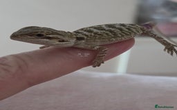 Bearded Dragon reptiles for sale: 6 Baby Bearded Dragons - Advert 14