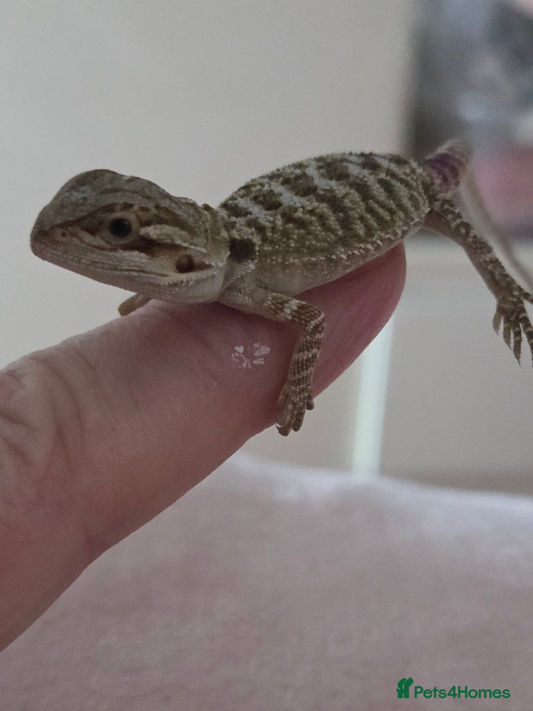 Bearded Dragon reptiles for sale: 6 Baby Bearded Dragons - Advert 14