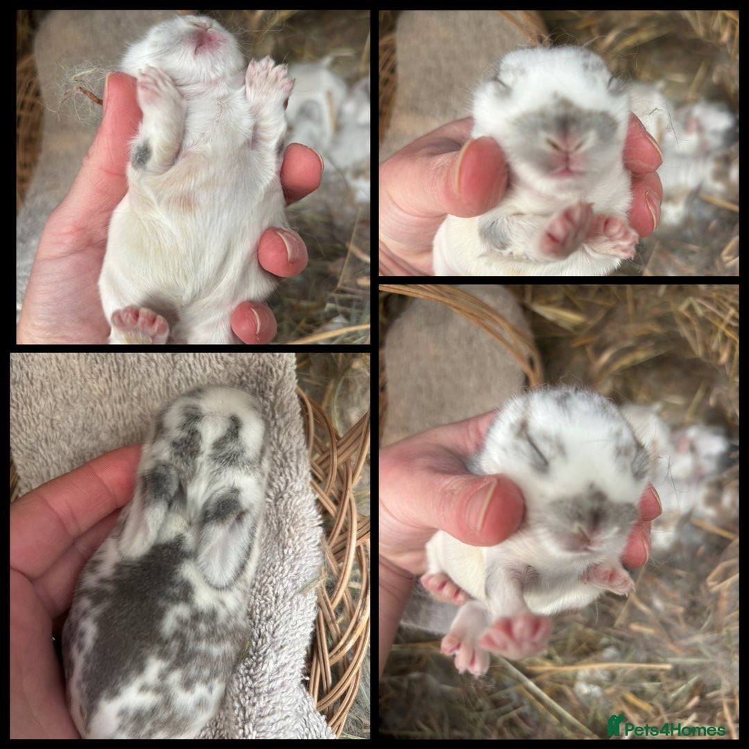 Mini Lop rabbits for sale: Mini Lop Butterfly new born bunnies  - Advert 10