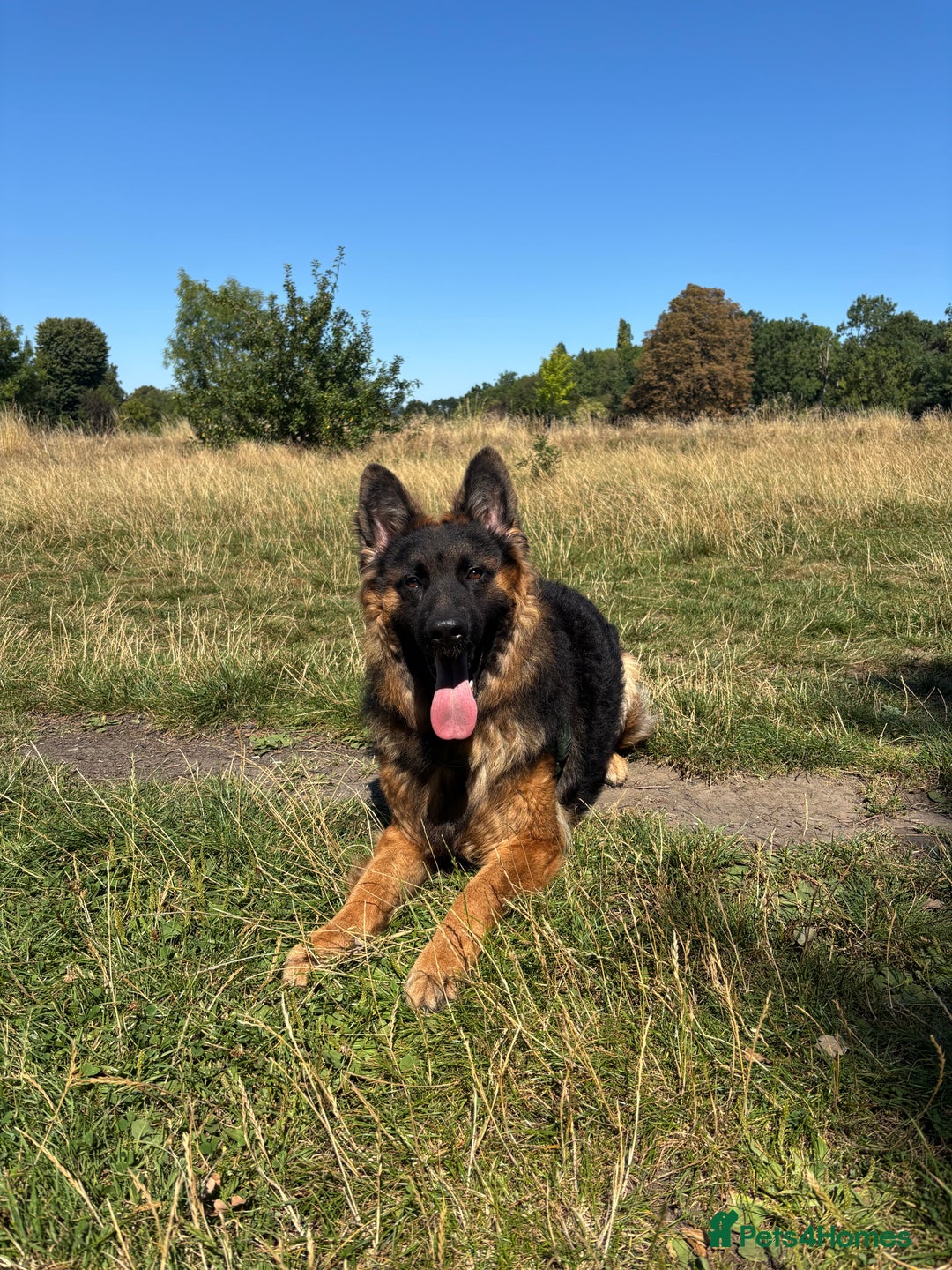 German Shepherd dogs for sale: Rehoming One-Year Old Male German Shepherd - Advert 20