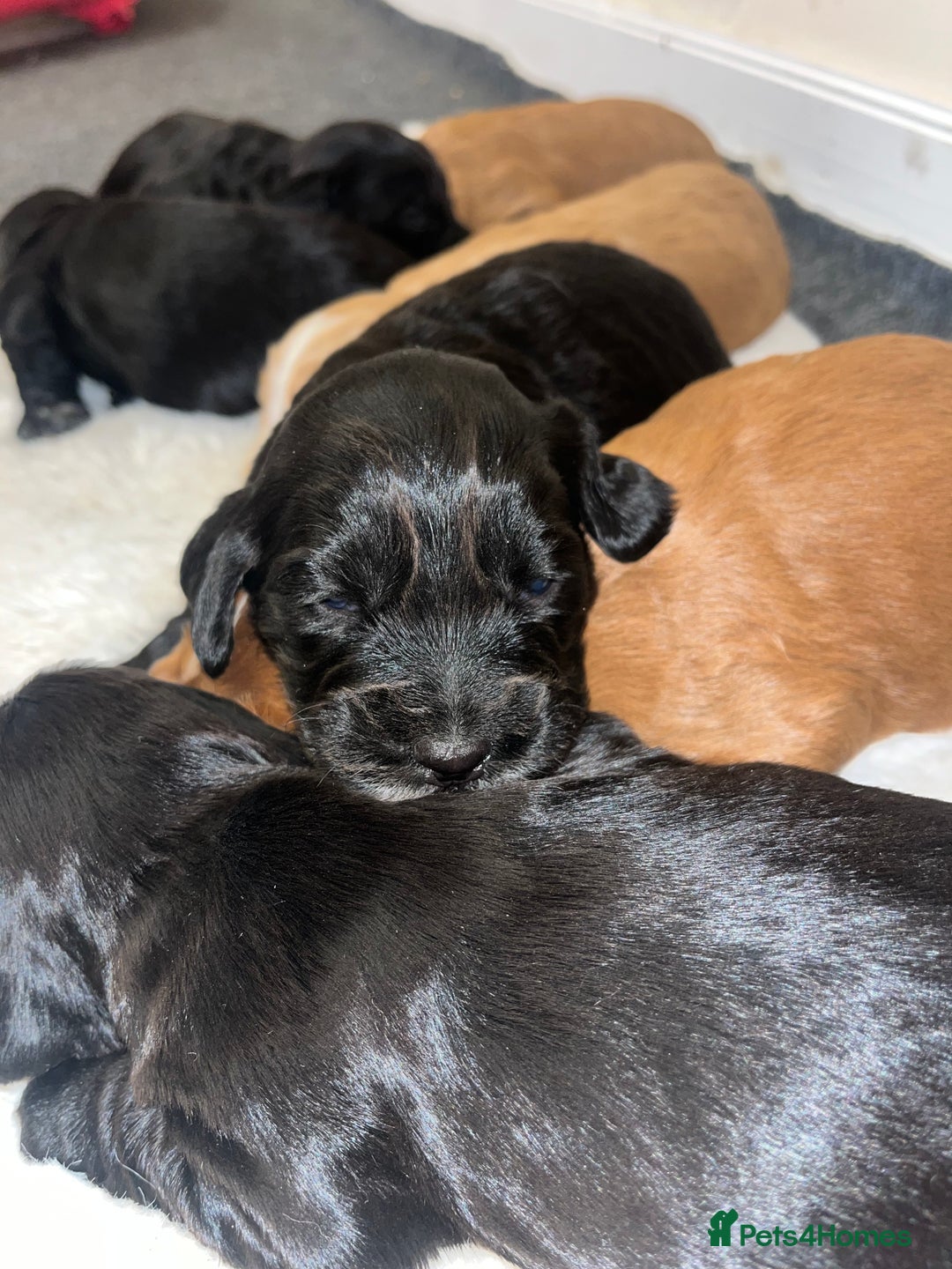 Cocker Spaniel dogs for sale: 8 beautiful cocker spaniel puppy’s  - Advert 7