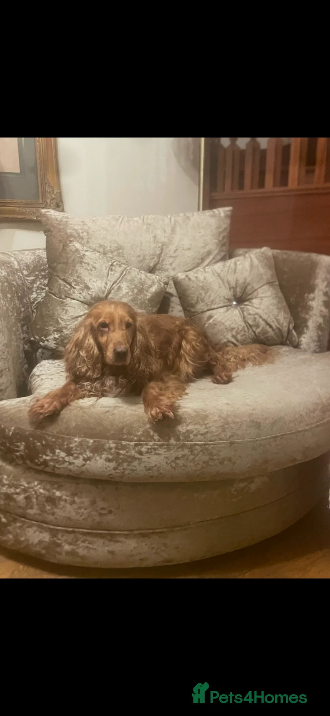 Cockapoo dogs for sale: Cockapoo puppies ready now  - Advert 11