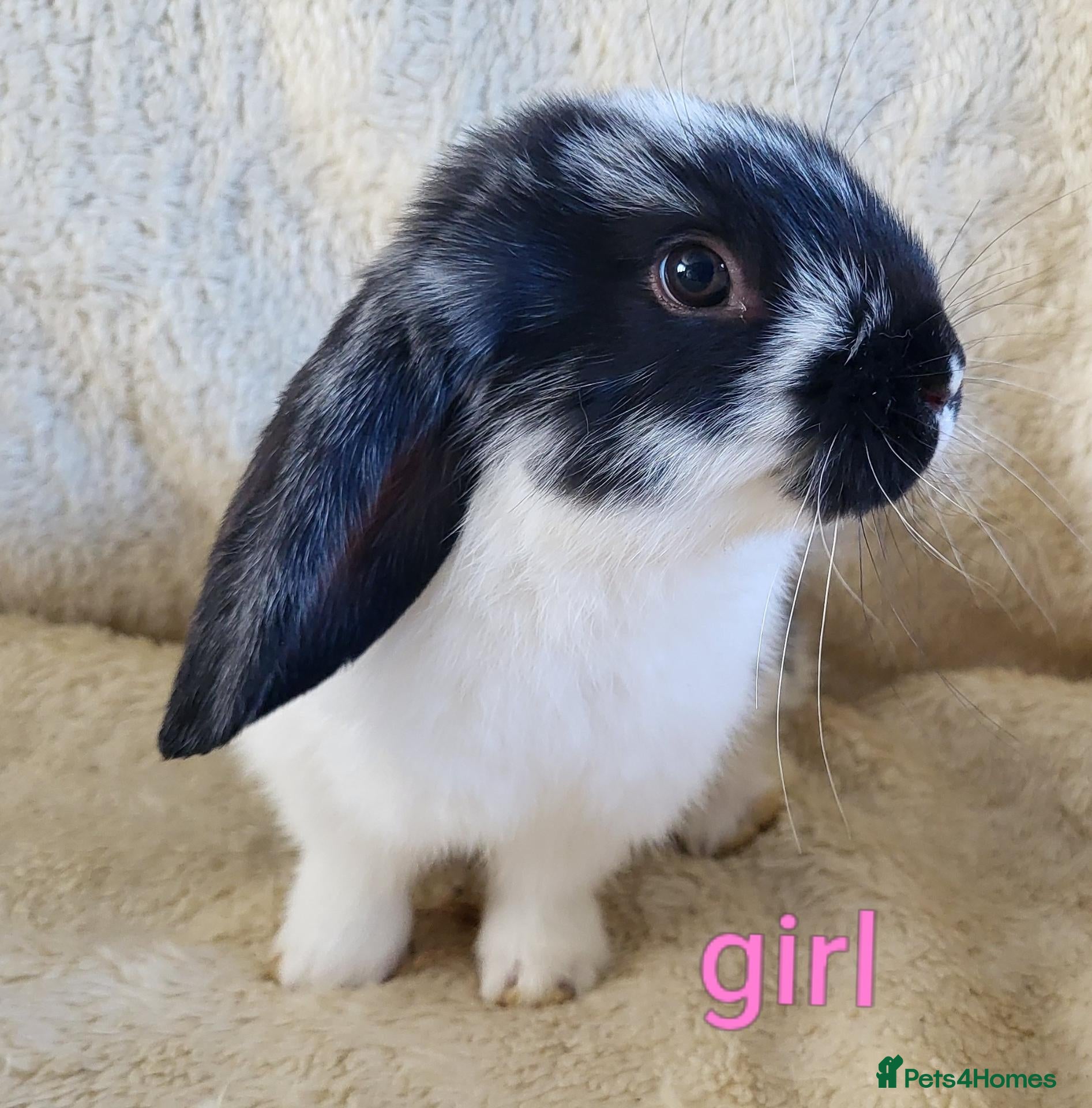 Mini Lop rabbits for sale: French lop x mini lop  - Advert 2