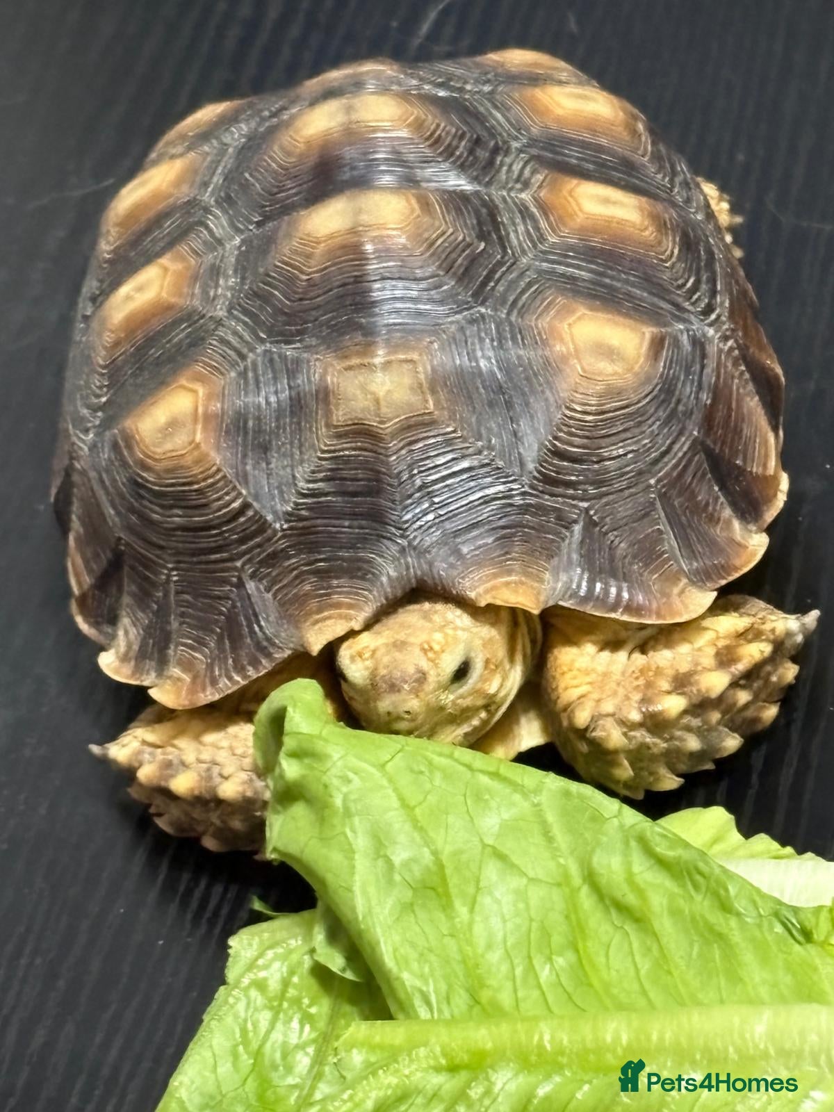 Tortoise reptiles Sulcata tortoise - Advert 4