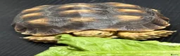 Tortoise reptiles for sale: Sulcata tortoise - Advert 1