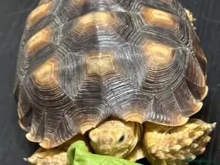 Tortoise reptiles Sulcata tortoise - Advert 1