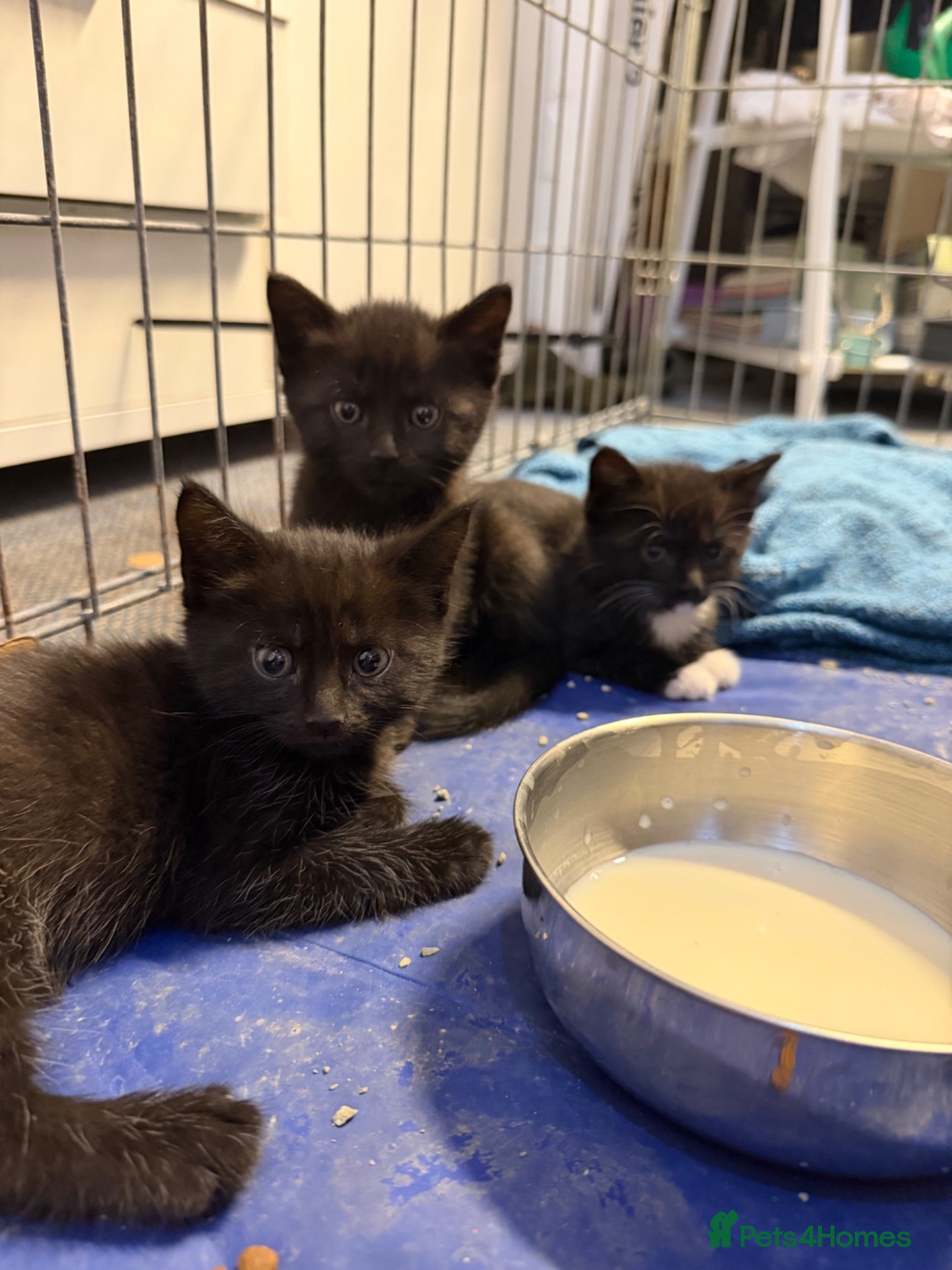 Mixed Breed cats Black kittens, gorgeous temperament and playful - Advert 3