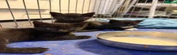 Mixed Breed cats for sale: Black kittens, gorgeous temperament and playful - Advert 1