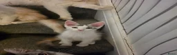 Maine Coon cats for sale: TICA REGISTERED STUNNING KITTENS  - Advert 27