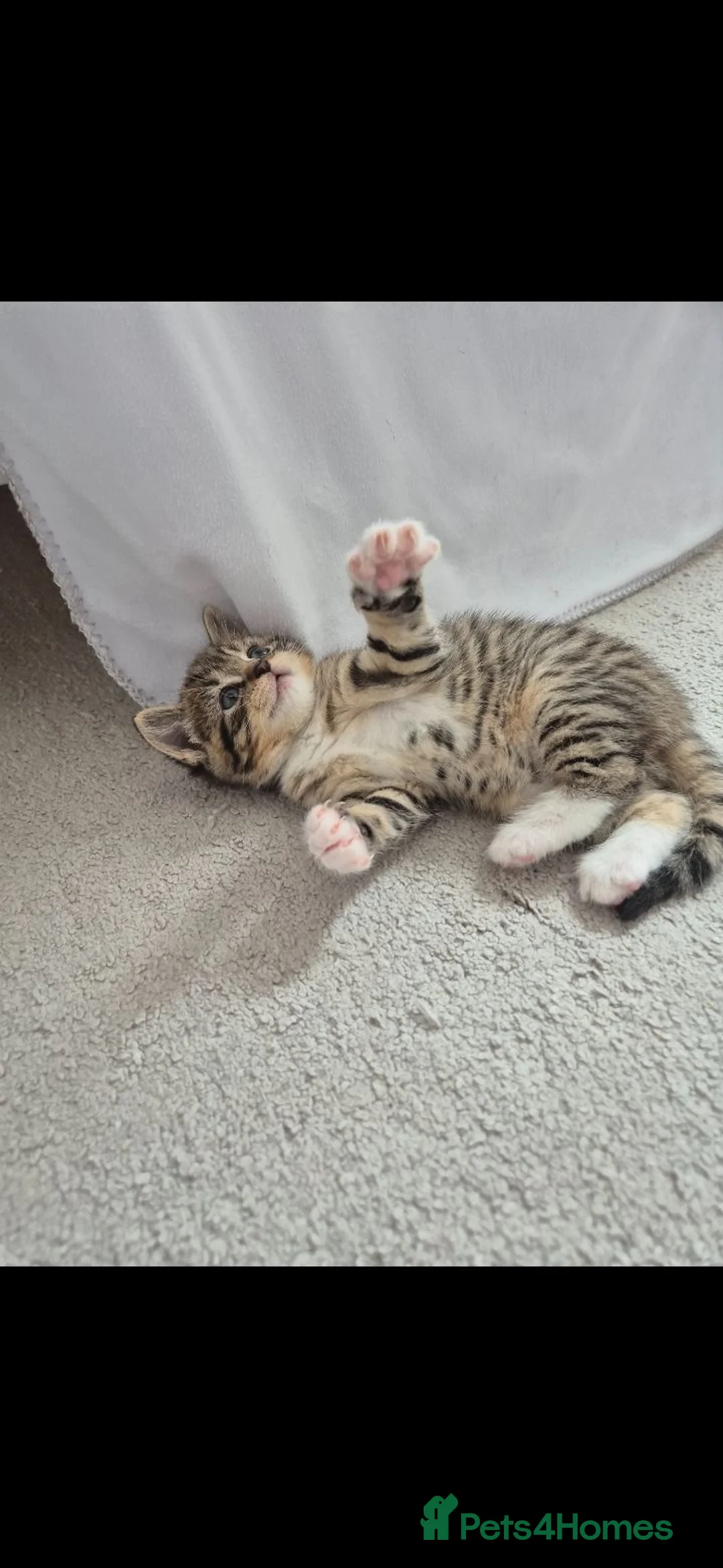Mixed Breed cats for sale: Female kittens  - Advert 9