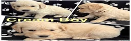 Golden Retriever dogs for sale: Kennel Club Health Tested Golden Retriever Puppies - Advert 6