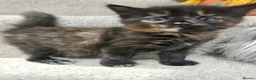 Mixed Breed cats for sale: 😸 Gorgeous kittens 😸  - Advert 5