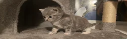 British Shorthair cats for sale: three little British Shorthair kittens - Advert 5