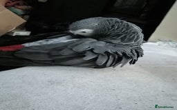 Parrots birds for sale: African Grey - Image 3