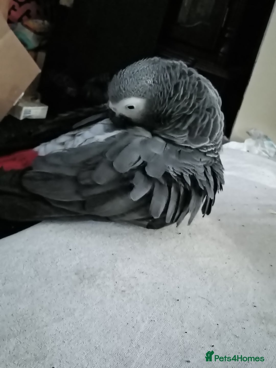 Parrots birds for sale: African Grey - Image 3