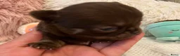 Chihuahua dogs for sale: BEAUTIFUL TINY CHOCOLATE BOYS - Advert 11