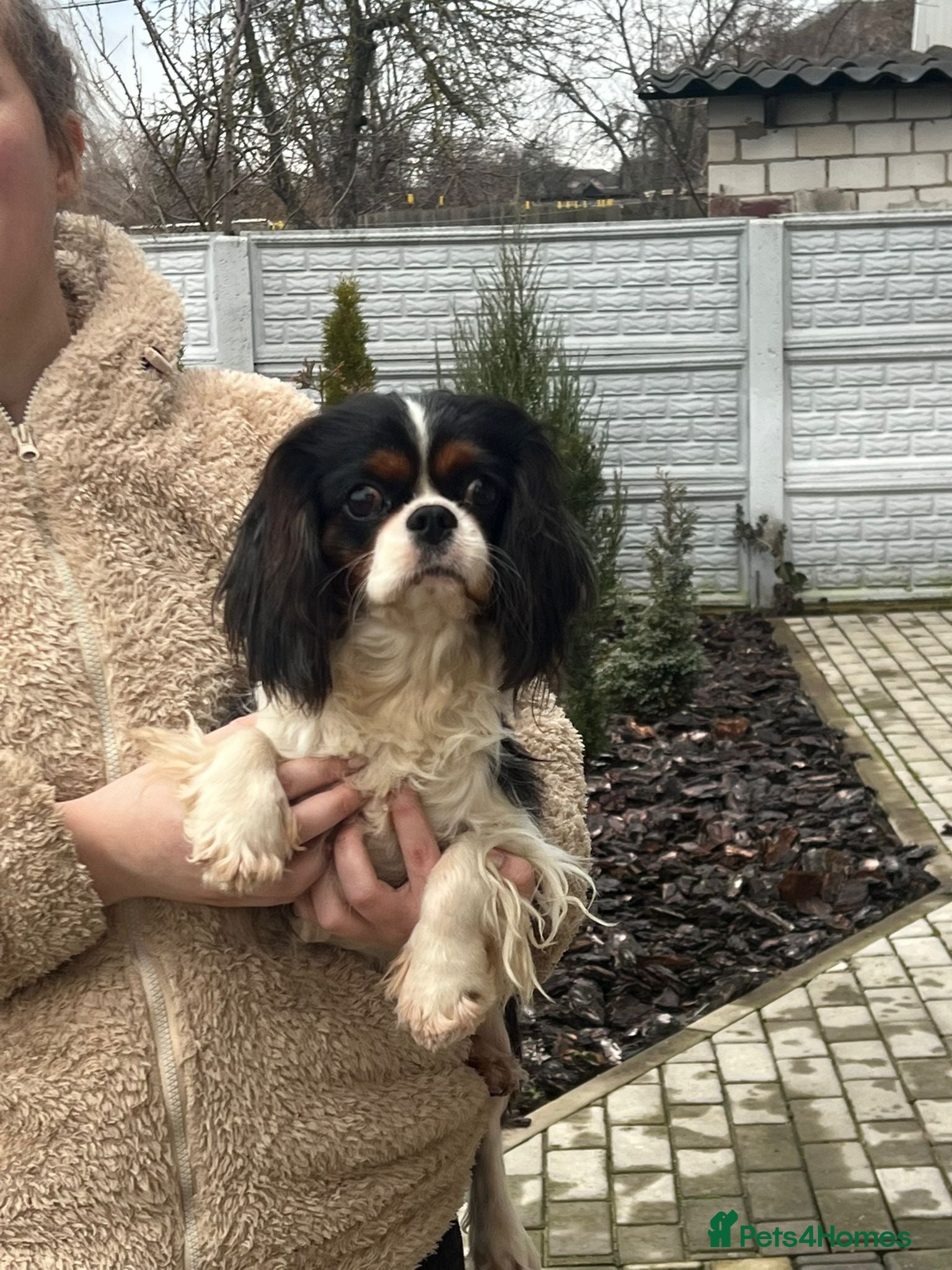 Cavalier King Charles Spaniel dogs WINSTON – Cavalier King Charles Spaniel (Male) - Advert 3