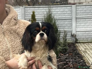 Cavalier King Charles Spaniel dogs WINSTON – Cavalier King Charles Spaniel (Male) - Advert 3