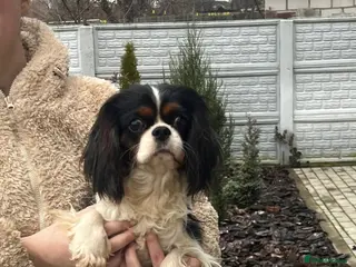 Cavalier King Charles Spaniel dogs WINSTON – Cavalier King Charles Spaniel (Male) - Advert 5