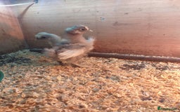 Chickens poultry for sale: Various Chicks *Hatching Continuously* - Image 2