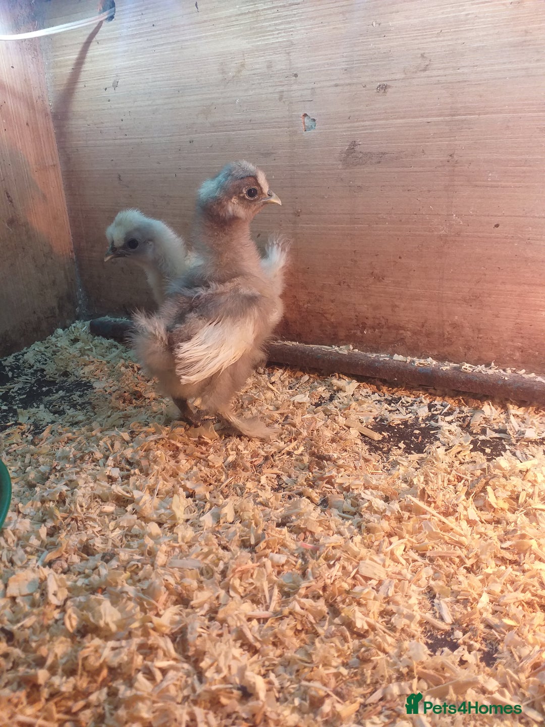 Chickens poultry for sale: Various Chicks *Hatching Continuously* - Image 2