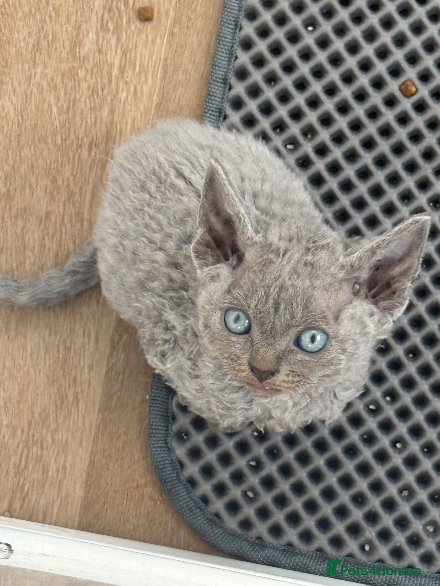 Devon Rex cats 3 girls and 1 boy 😸 - Advert 1