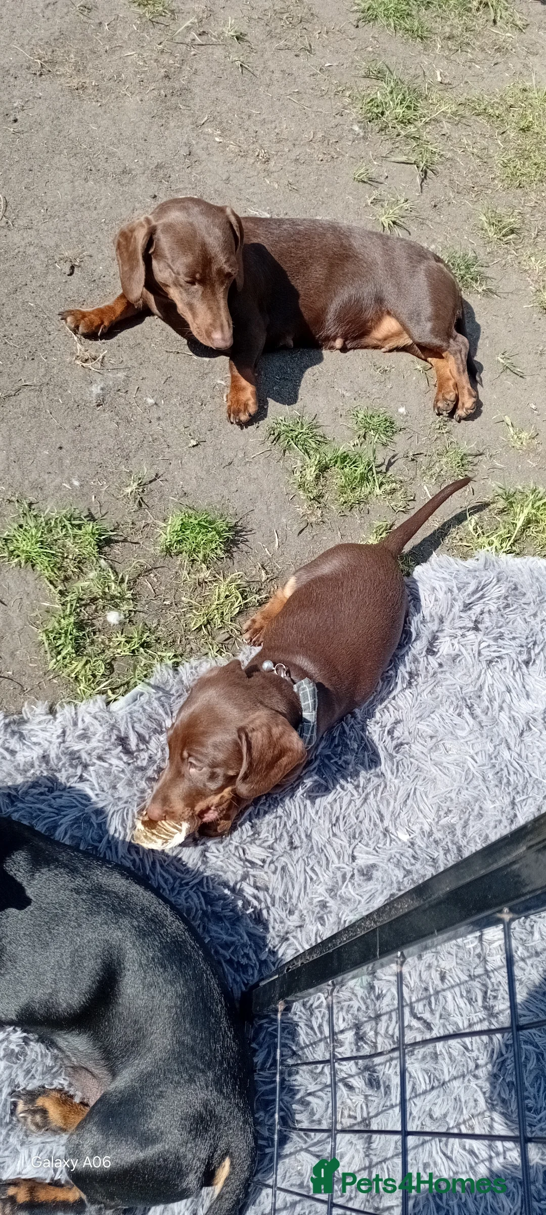 Miniature Dachshund dogs for sale: Stunning Chocolate & Tan Miniature Dachshund - Advert 2