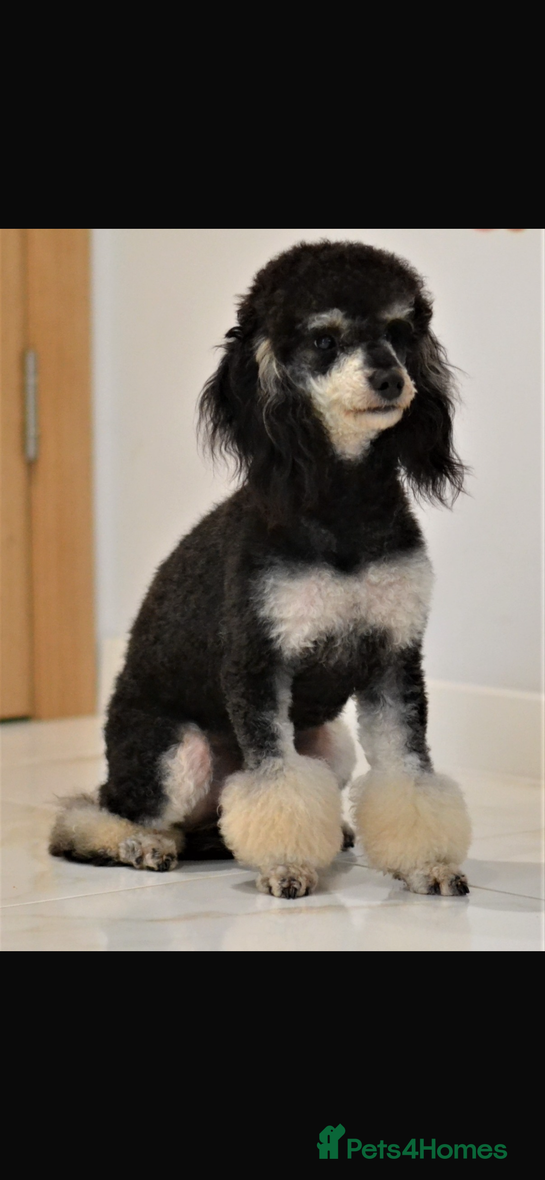 Miniature Poodle dogs for sale: Miniature Merle poodle puppies 🌈🐶❤️ - Advert 6