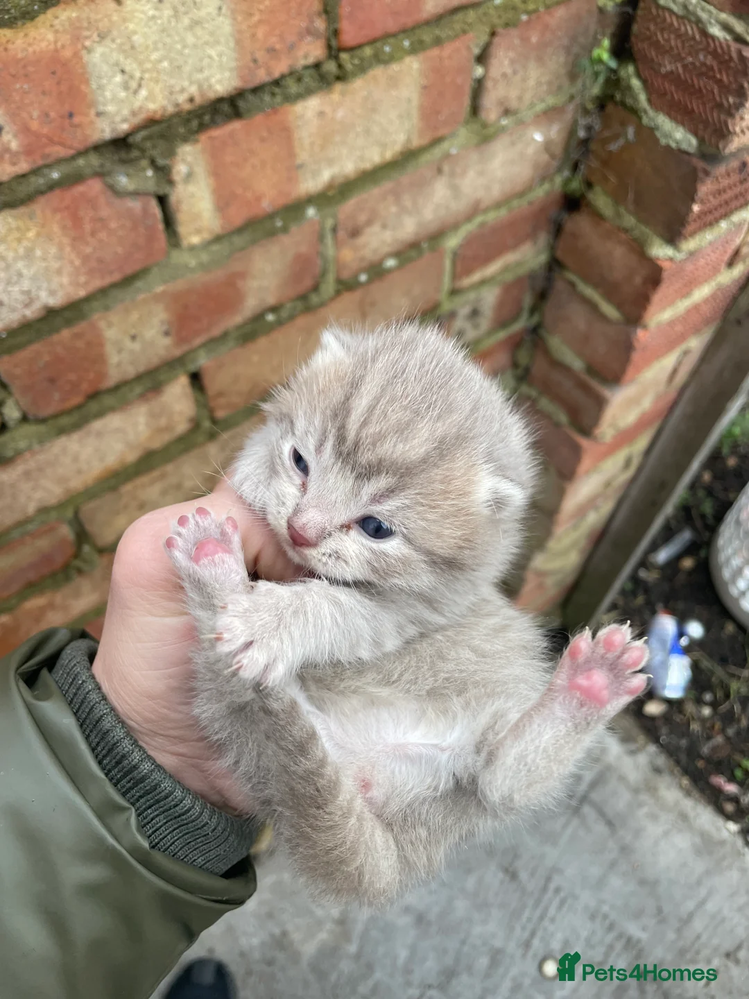 British Shorthair cats for sale: British Shorthair - Advert 3