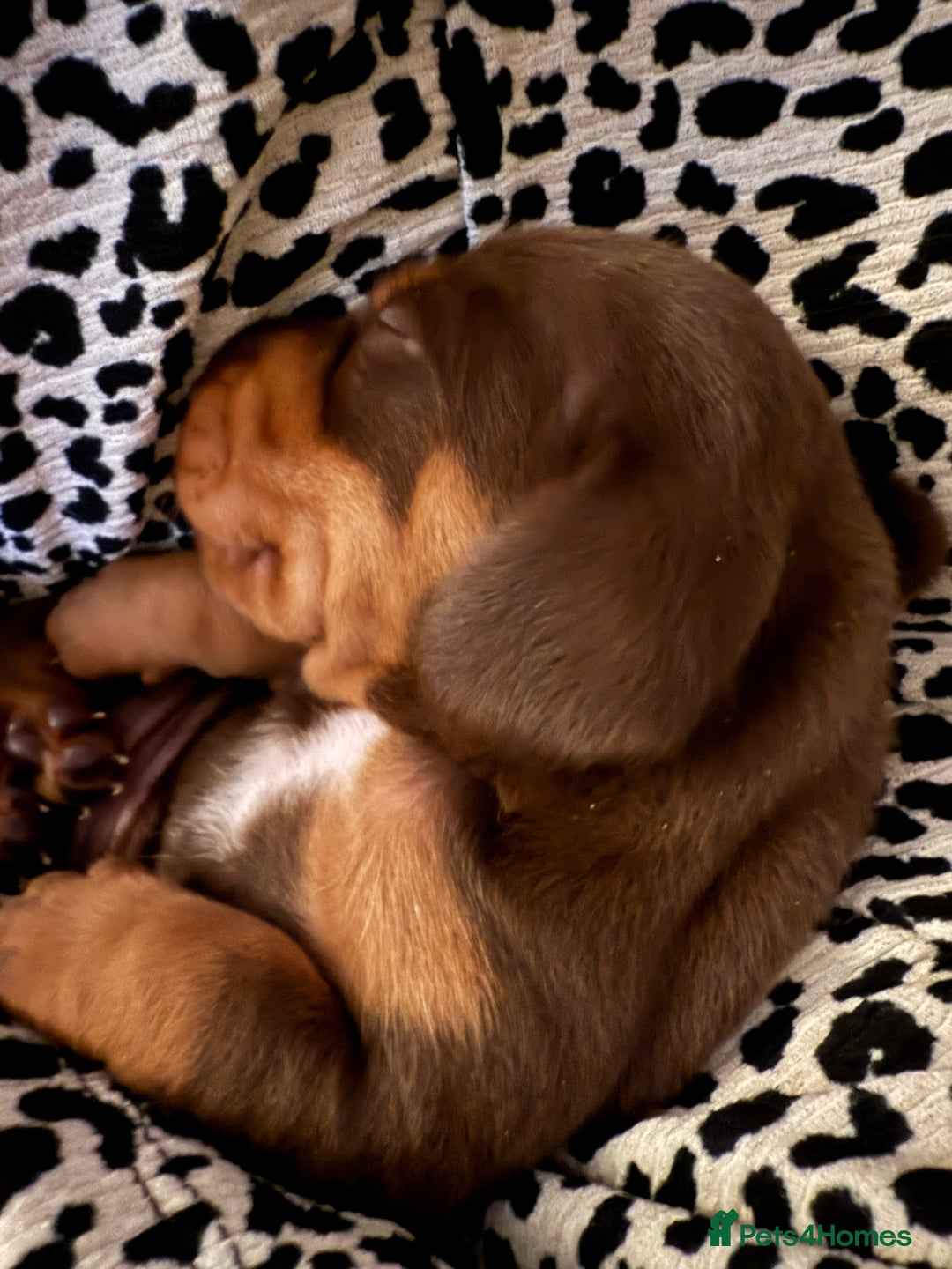 Miniature Dachshund dogs for sale: KC Miniature Dachshund puppies - Image 7