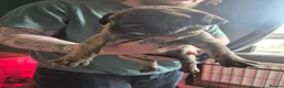 Cane Corso dogs for sale: Cane corso cross tibetan mastiff puppies - Advert 19