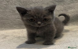 British Shorthair cats for sale: British short hair kittens  - Image 7