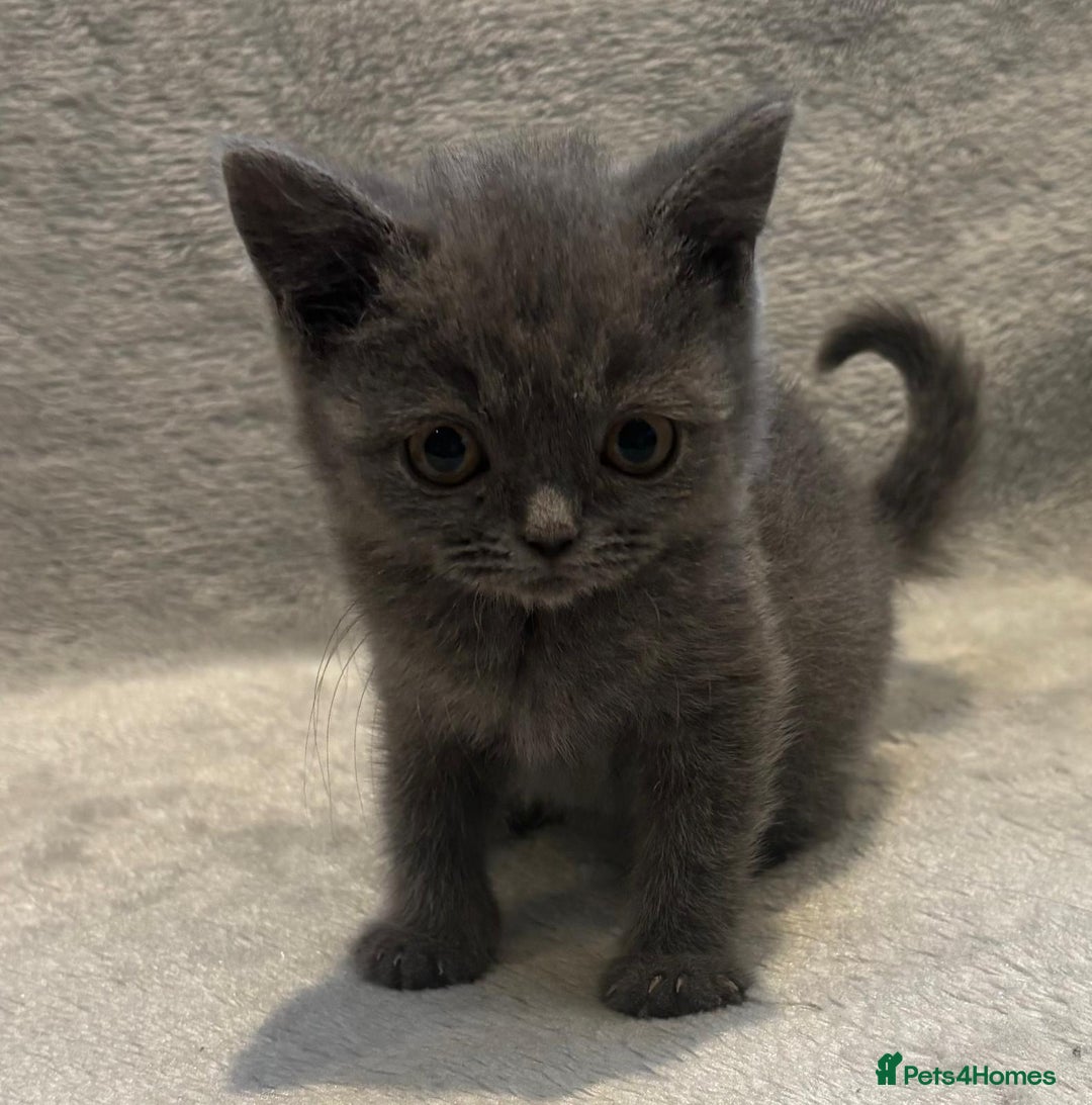 British Shorthair cats for sale: British short hair kittens  - Image 7