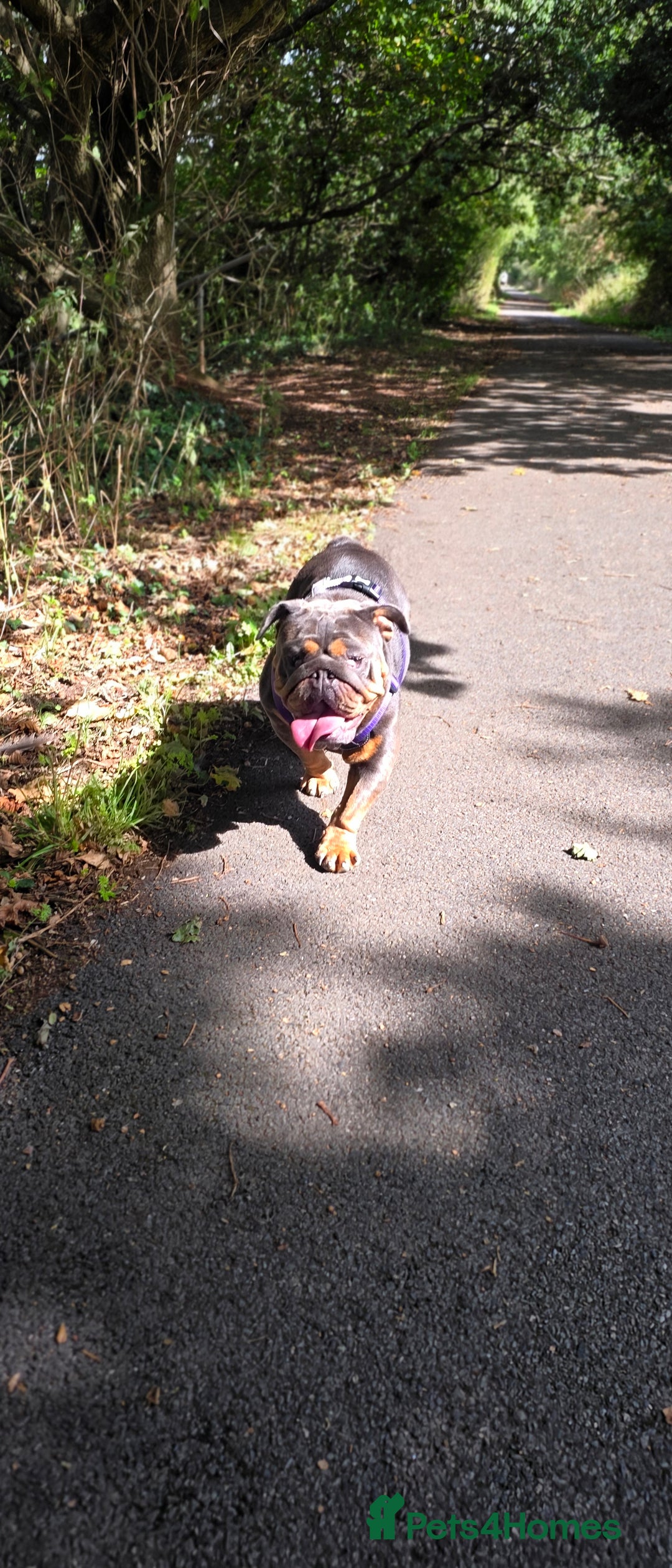 English Bulldog dogs for sale: 3 year old english bulldog  - Image 1