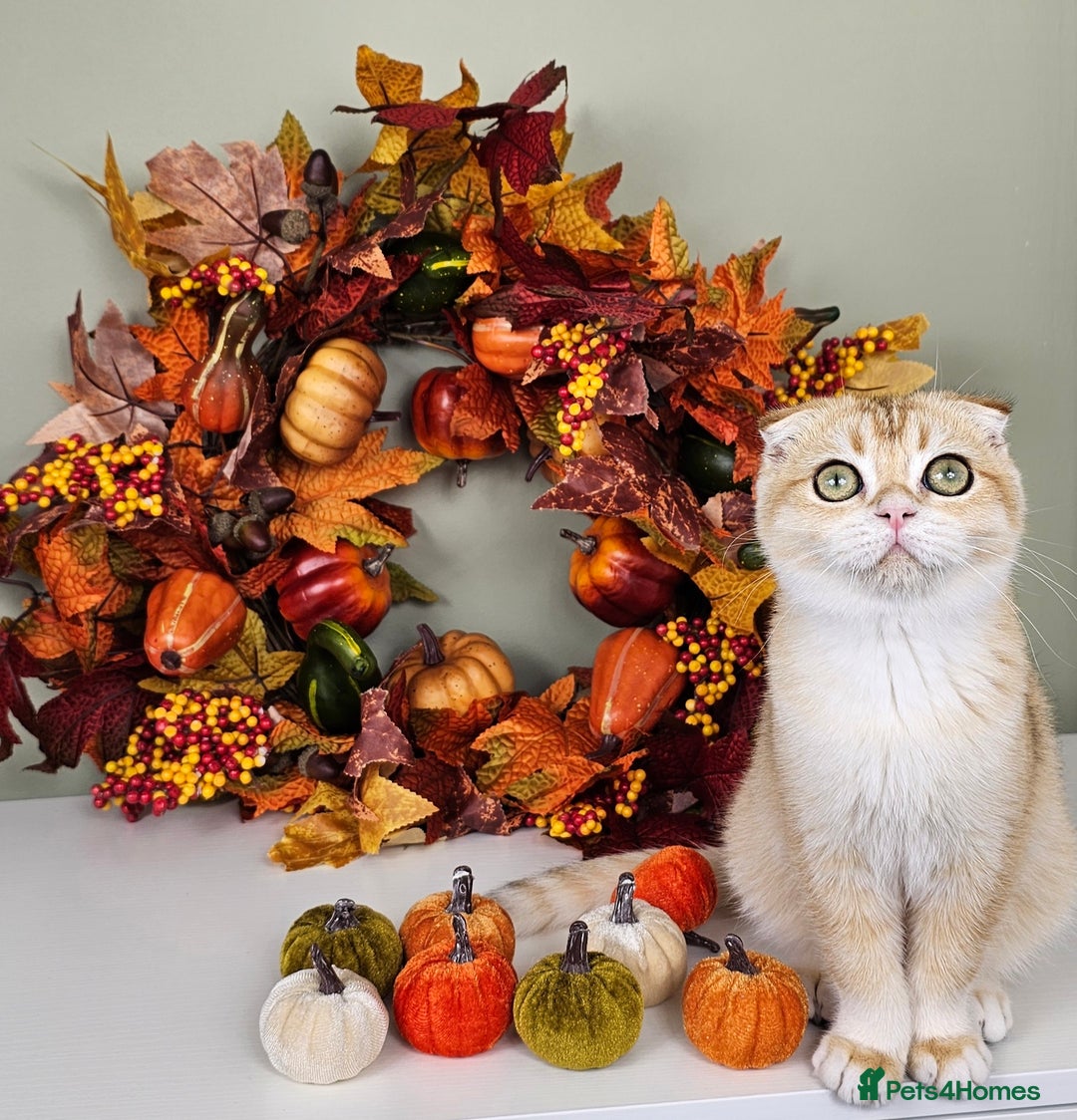 Scottish Fold cats for sale: READY NOW-TICA-SCOTTISH FOLD GIRL  - Image 27