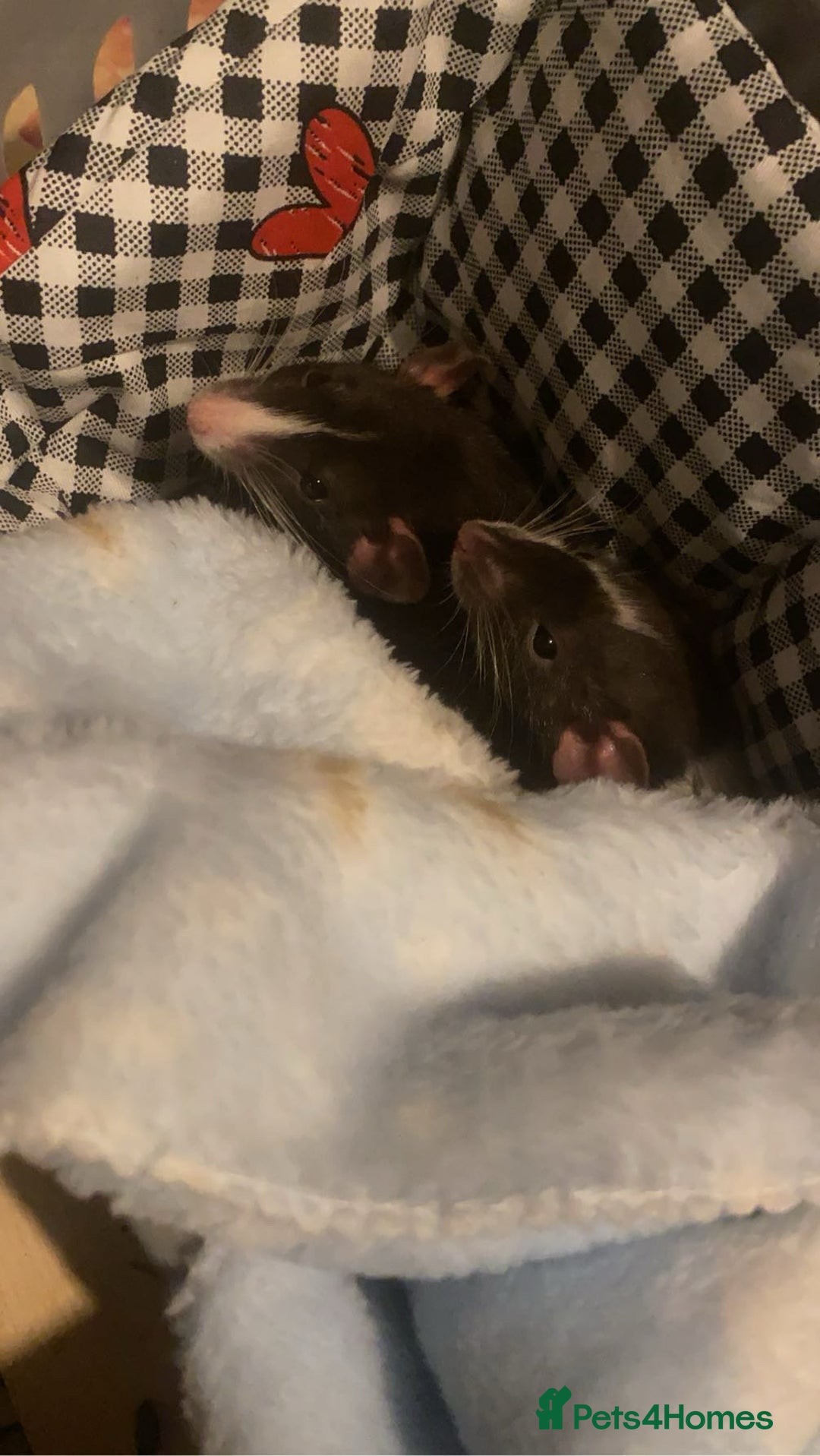 Rat rodents for sale: 2 male dumbo rats need rehoming!! - Image 3