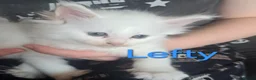 Maine Coon cats for sale: Maine coon Kittens - Advert 2