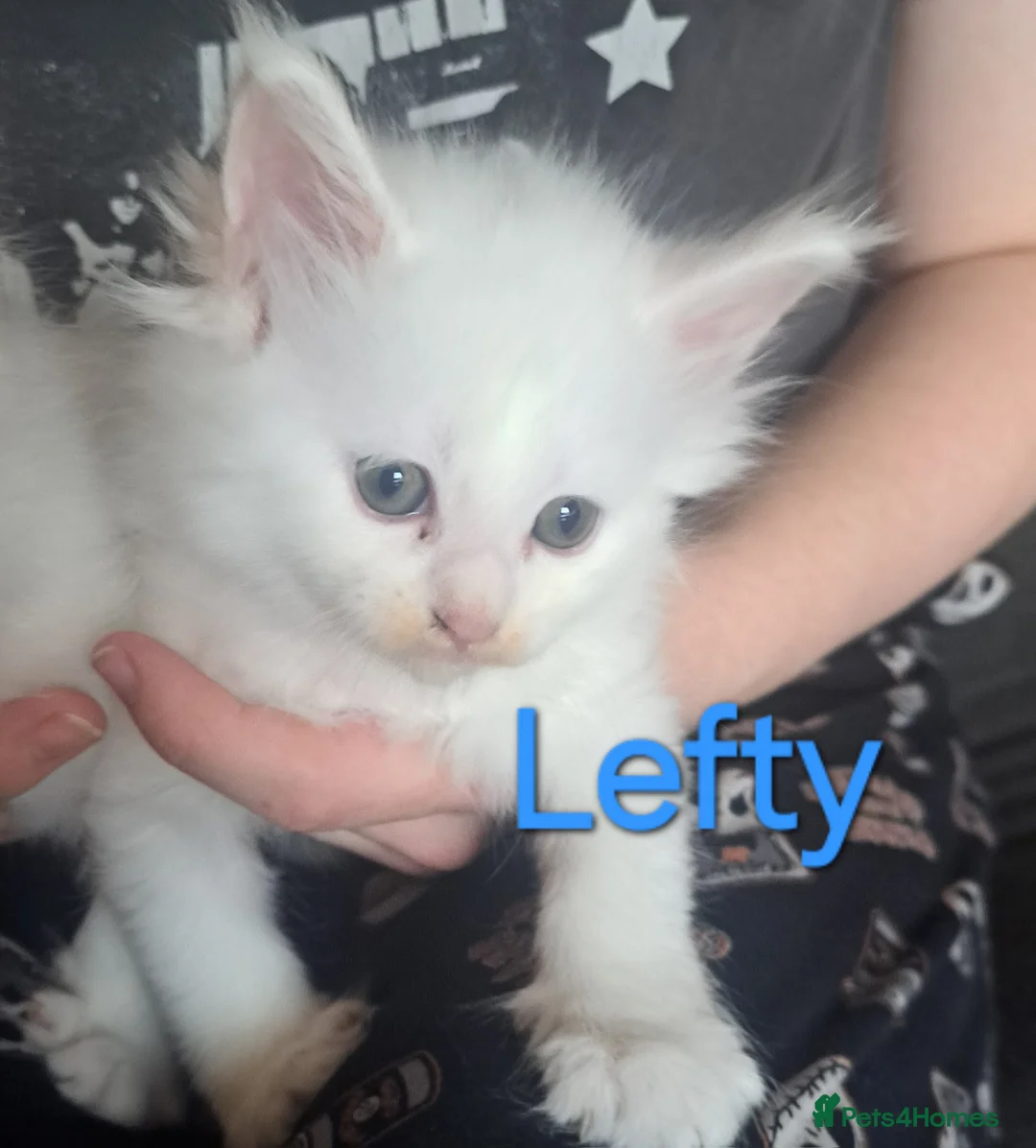 Maine Coon cats for sale: Maine coon Kittens - Advert 2