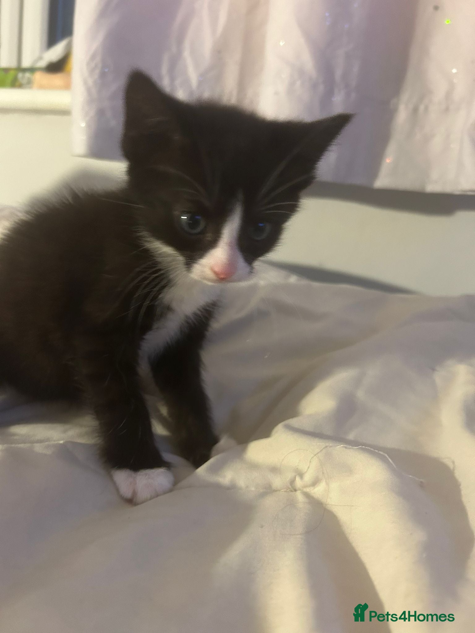 Domestic Shorthair cats Beautiful kittens 5* homes  - Advert 2