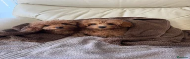 Cavapoo 1