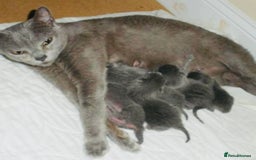 Mixed Breed cats for sale: Super gorgeous Russian blue kittens ready to go - Image 6