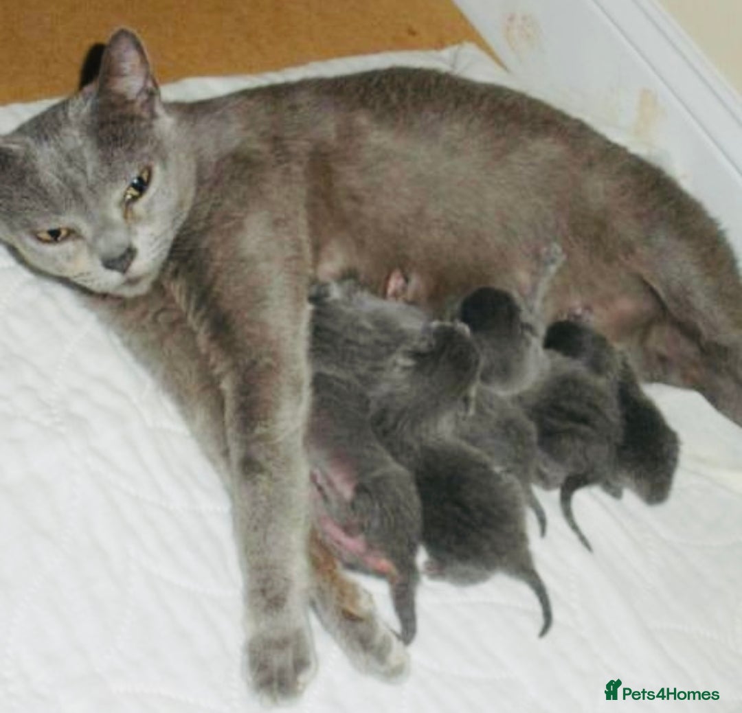 Mixed Breed cats for sale: Super gorgeous Russian blue kittens ready to go - Image 6
