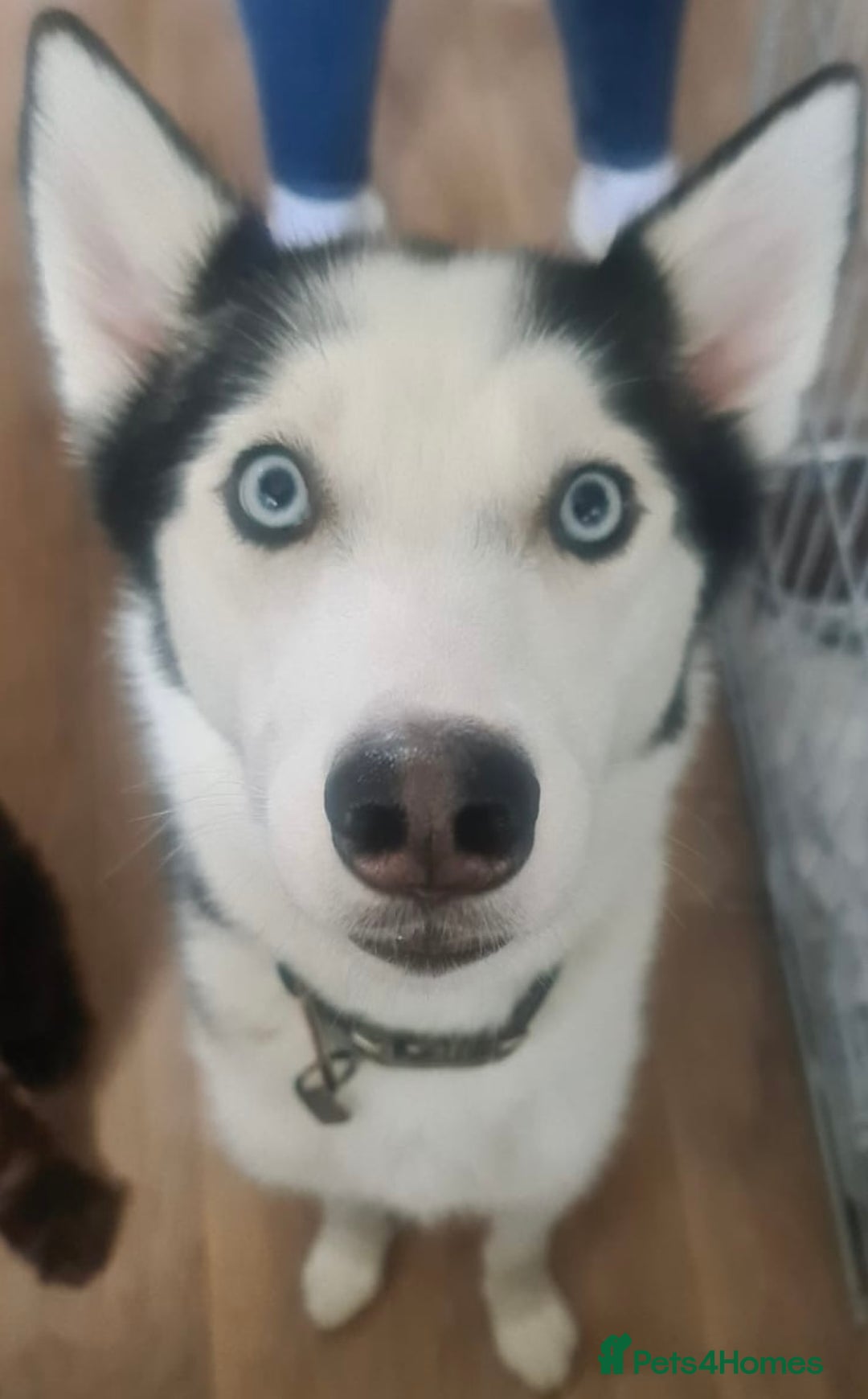 Siberian Husky dogs for sale: gorgeous huskies puppies for sale! - Image 8