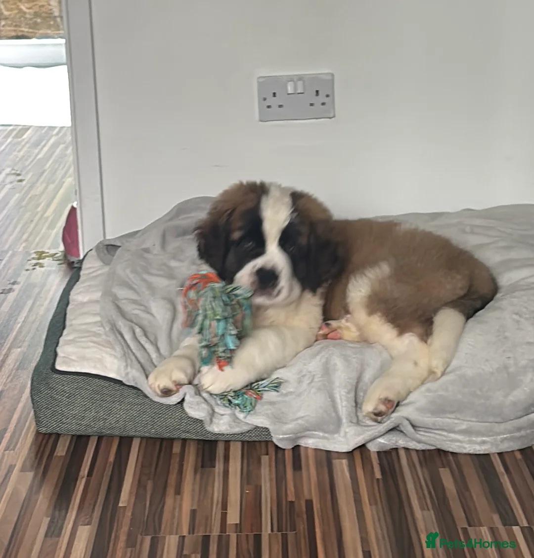 Saint Bernard dogs for sale: Beautiful Saint Bernard puppy - Advert 7